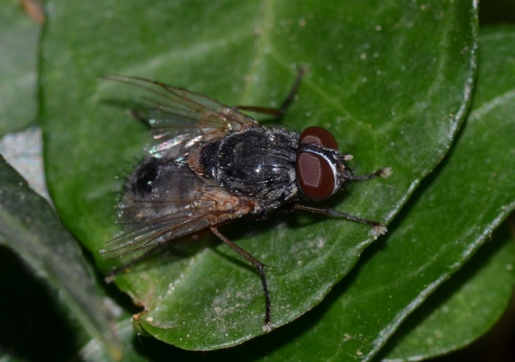 Dittero da identificare